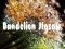 Peli Dandelion Jigsaw verkossa