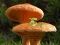 Peli Mushroom Plant Land Escape verkossa