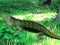 Peli Lizard Forest Escape verkossa