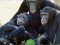 Peli Funny Chimpanzee Jungle Escape verkossa