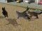 Peli Run Cat Cat Race verkossa