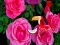 Peli Precious Rose Escape verkossa