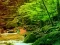 Peli Peaceful Rainbow Forest Escape verkossa