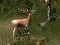 Peli Sniper Hunting Deadly Animal verkossa