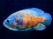 Peli Tiger Fish Jigsaw verkossa