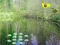 Peli Sunlight Forest Adventure verkossa
