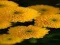 Peli Chrysanthemums Jigsaw verkossa