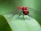 Peli Dragon Fly Jigsaw verkossa