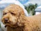 Peli Labradoodle Jigsaw verkossa