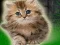 Peli Couple Kitten Escape verkossa