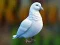 Peli Realistic Pigeon Rescue verkossa