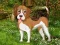 Peli Flower Garden Dog Escape verkossa