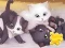Peli Jigsaw Puzzle: Playing Cats verkossa