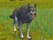 Peli The Wolf: Wild Animal Simulator verkossa