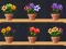 Peli Good Flower Master verkossa