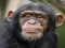 Peli Chimpanzee Jigsaw verkossa