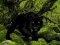 Peli Escape from Black Panther Forest verkossa