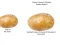 Peli Potato Construct 2 Edition verkossa
