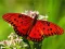 Peli Nature Jigsaw Puzzle Butterfly verkossa