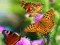 Peli Butterfly Slide verkossa