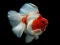 Peli Gold Fish Jigsaw Puzzle verkossa