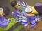 Peli Save The Dodos verkossa
