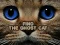 Peli Find the Ghost Cat verkossa