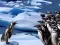 Peli Penguins Slide verkossa