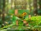 Peli Birds Slide verkossa