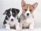 Peli Cute Puppies Puzzle verkossa