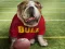 Peli Funny Doggy verkossa