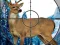 Peli Sniper Stag Hunter verkossa