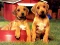 Peli Puppy Pairs Puzzle verkossa