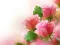 Peli Pink Roses verkossa