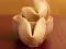 Peli Fortune Cookies verkossa