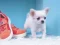 Peli Lovely Puppy Puzzle verkossa