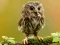 Peli Animal Hidden Stars verkossa