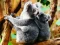 Peli Cute Baby Koala Bear verkossa