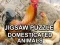 Peli Jigsaw Puzzle Domesticated Animals verkossa