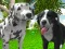 Peli Dog Simulator 3d verkossa