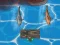 Peli Titanic Shark Attacks verkossa