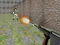 Peli Bullet Fire verkossa