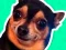 Peli What meme dog are you ? verkossa