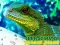 Peli Chinese Water Dragon Jigsaw verkossa
