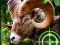 Peli Crazy Goat Hunter 2020 verkossa