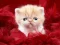 Peli Funny Kitty verkossa