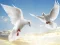 Peli Flying Birds verkossa