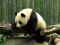 Peli Pandas Puzzle verkossa