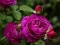 Peli Purple Roses verkossa