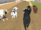 Peli Angry Bull Racing verkossa